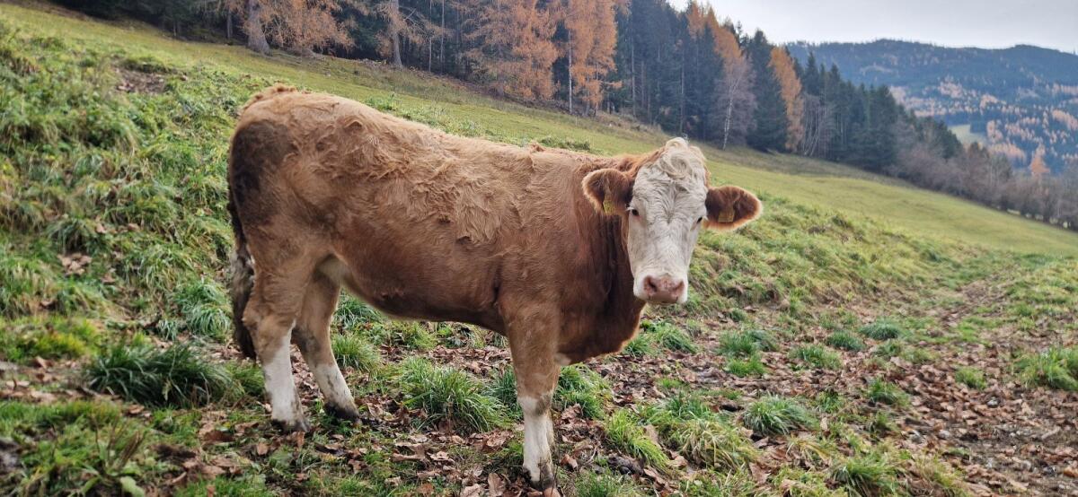 BIO Fleckvieh Kalbin 3