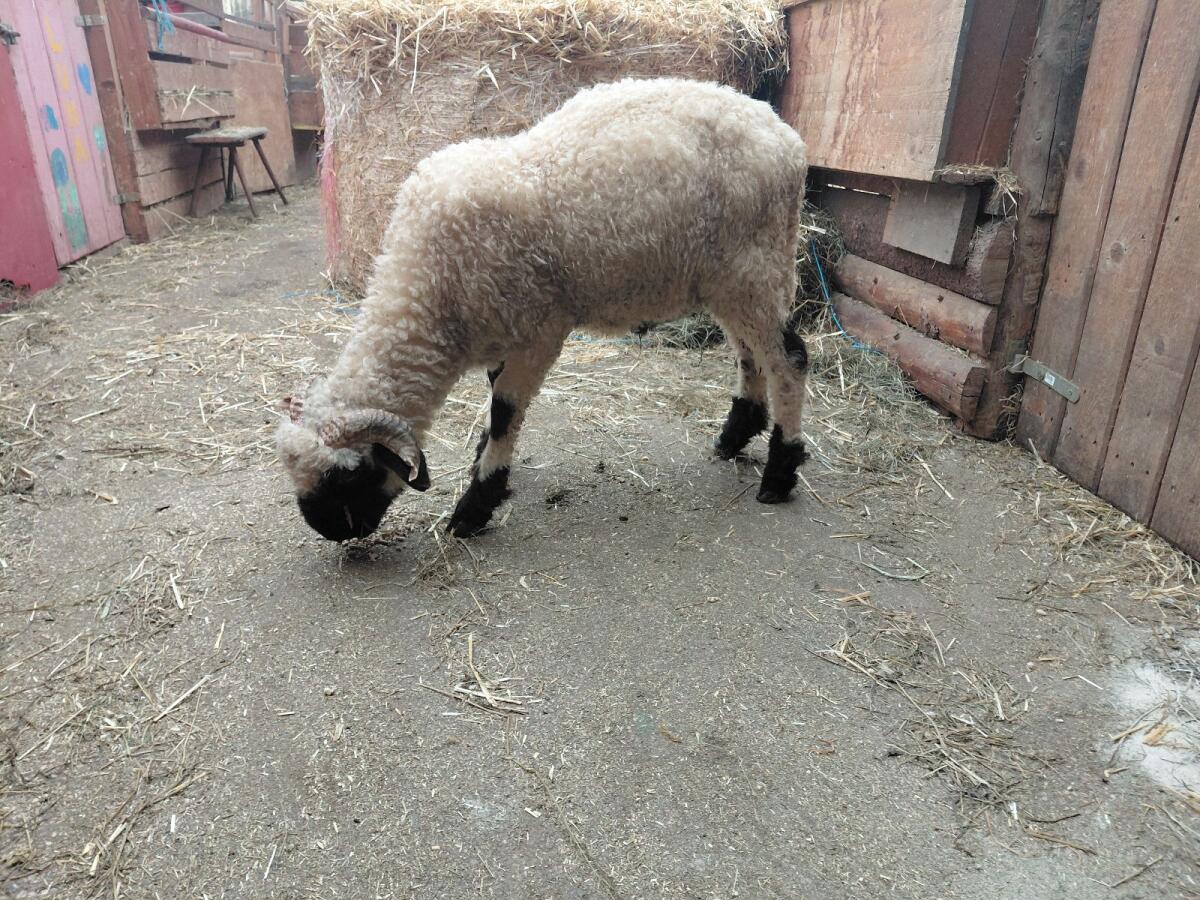 Walliser Widderlamm 3