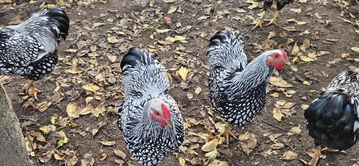 Ausstellungssieger Wyandotten Hähne s./sch. gesäumt 2