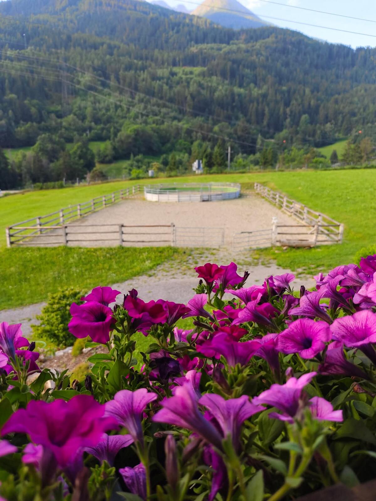 Pferde - Einstellplätze 1