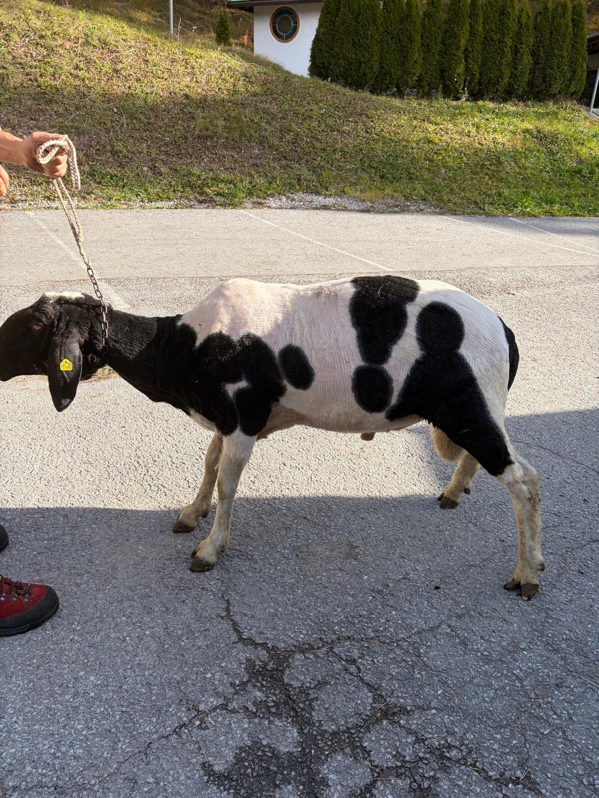 Bergschafwidder ohne Hb 2