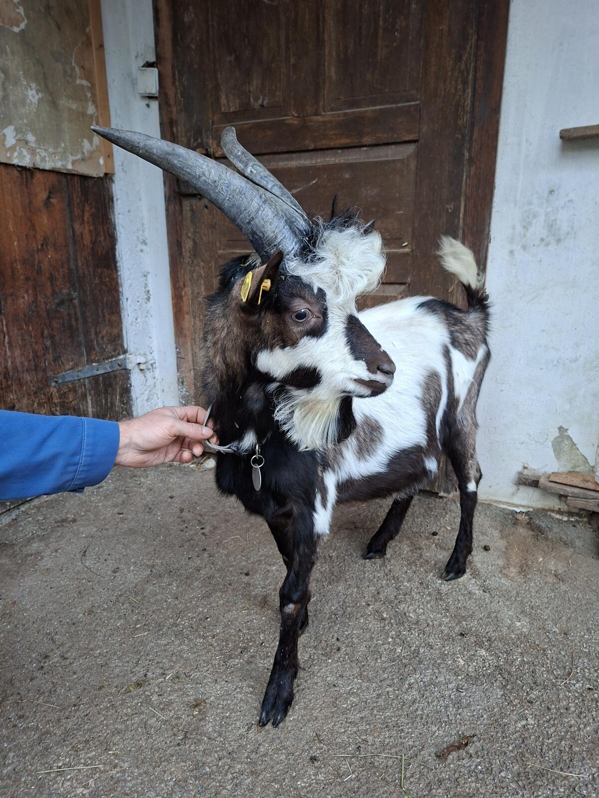 Ziegenböcke zu verkaufen 3