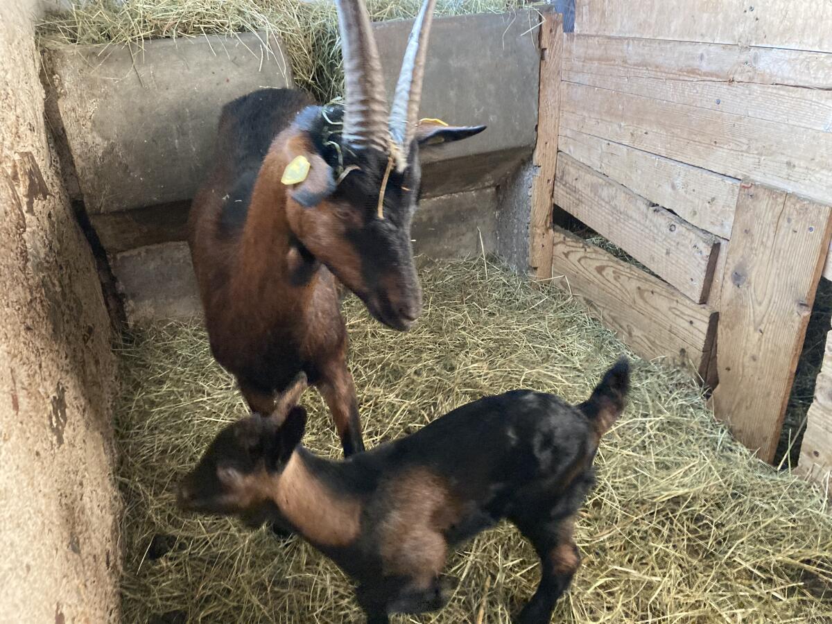 1-jährige Ziege und Kitz 2