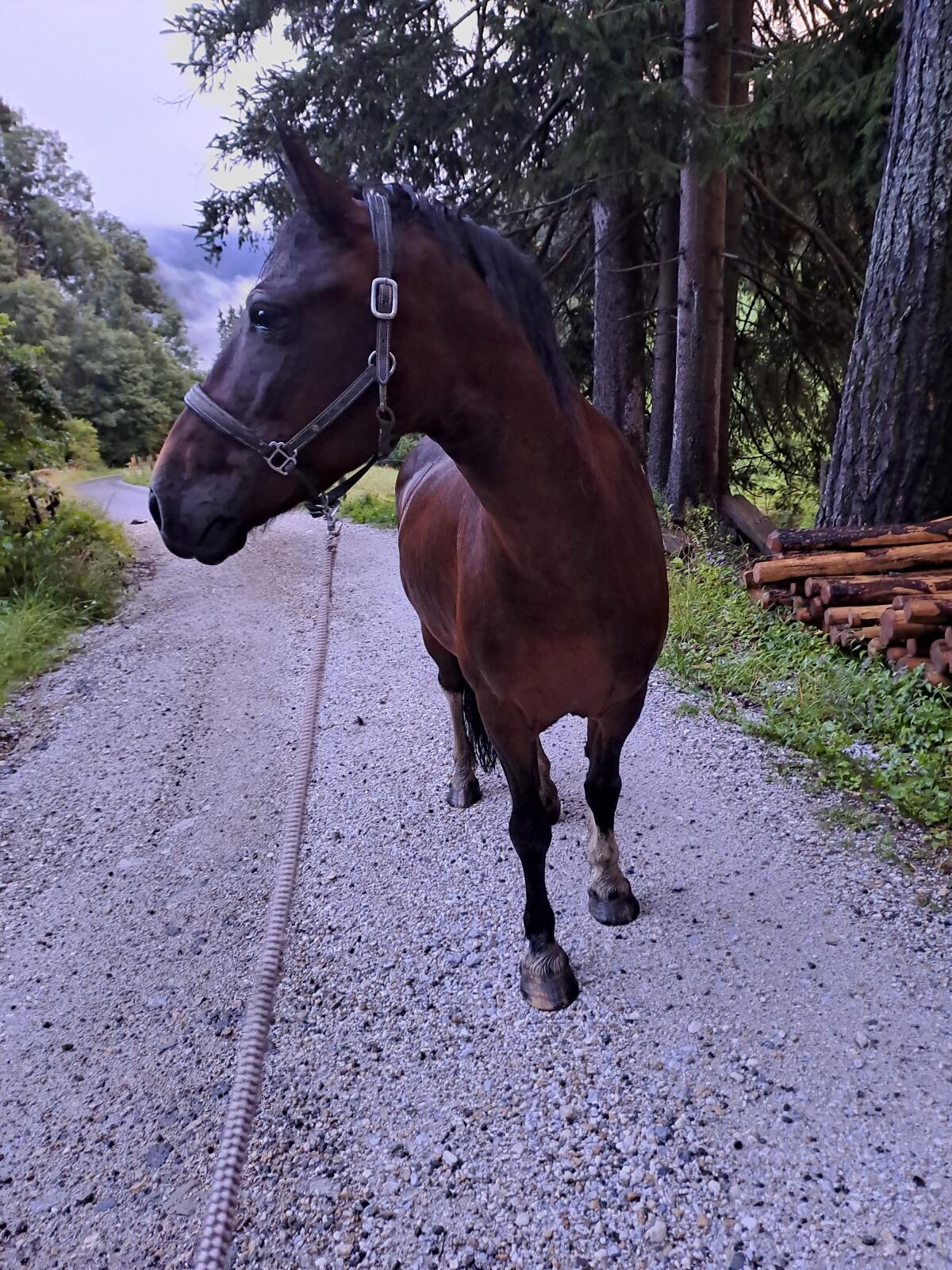 Friesen Tinker Mix Stute 3