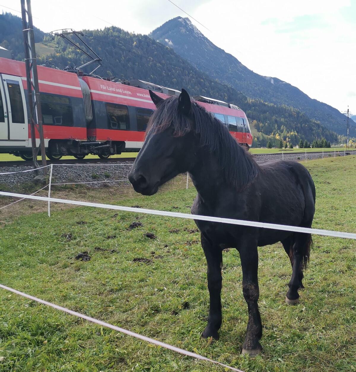 Noriker Rappstute Jährling 1