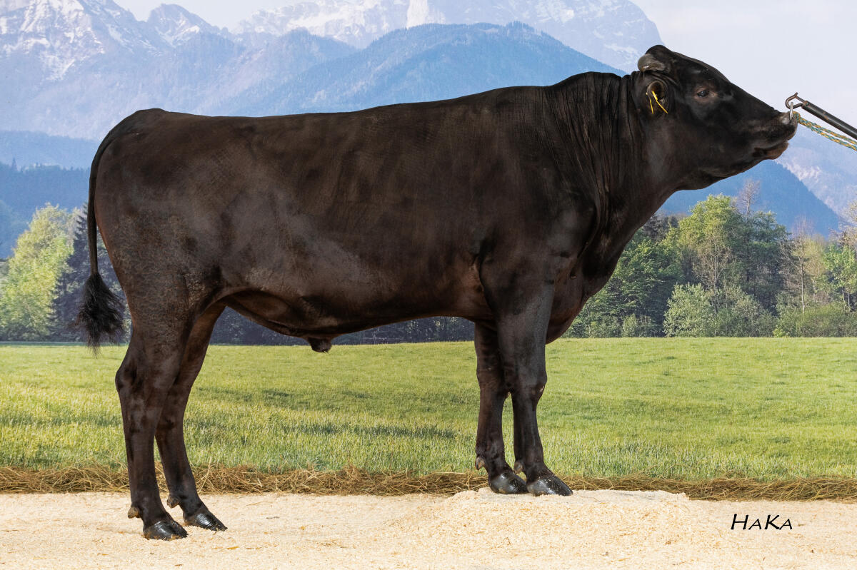 Jetzt verfügbar: 7 Wagyu-Bullen mit europäischer Top-Genetik 2