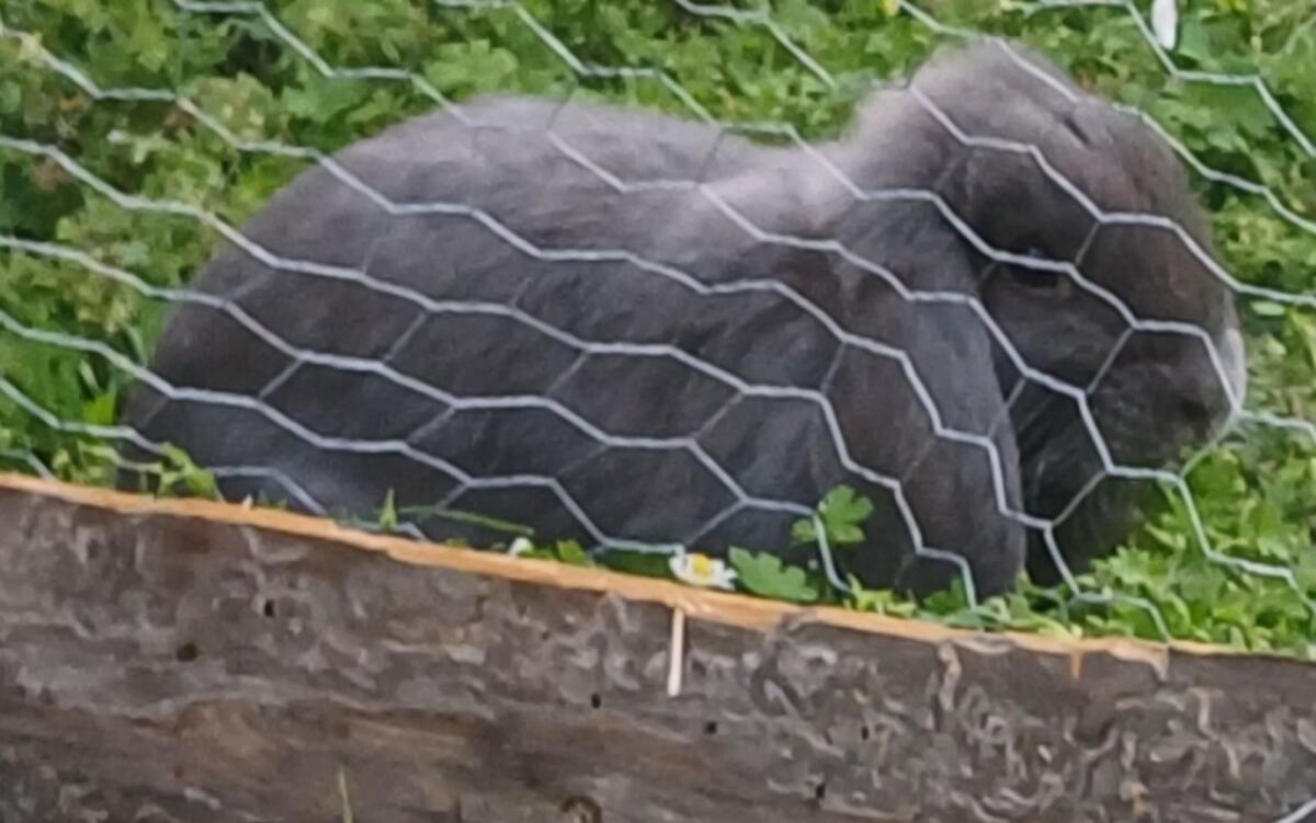 Zwergwidder in Schwarz 2