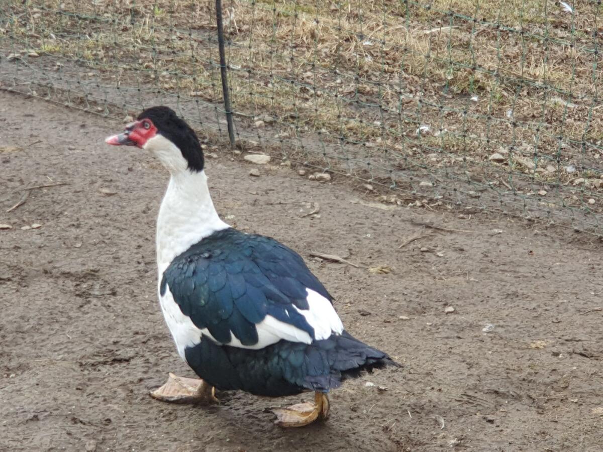 Warzenenten blau-herzgescheckt 3
