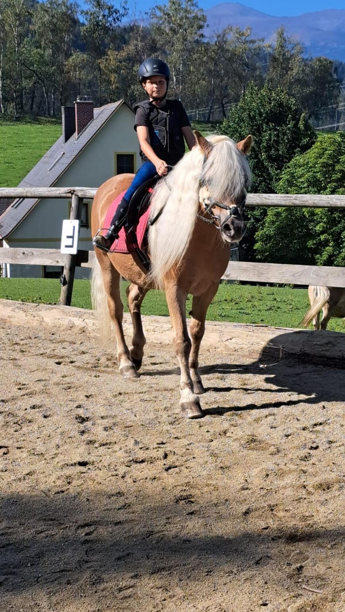 Haflinger Stute 2