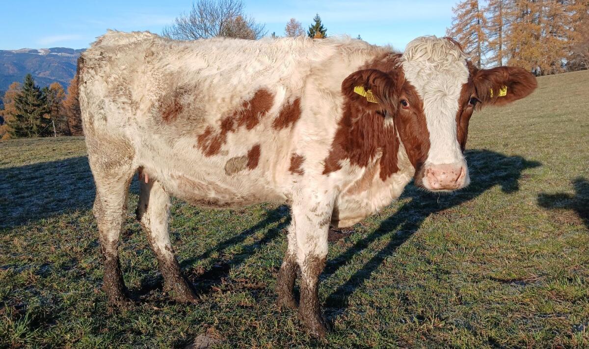 Bio Kalbin hochträchtig 1