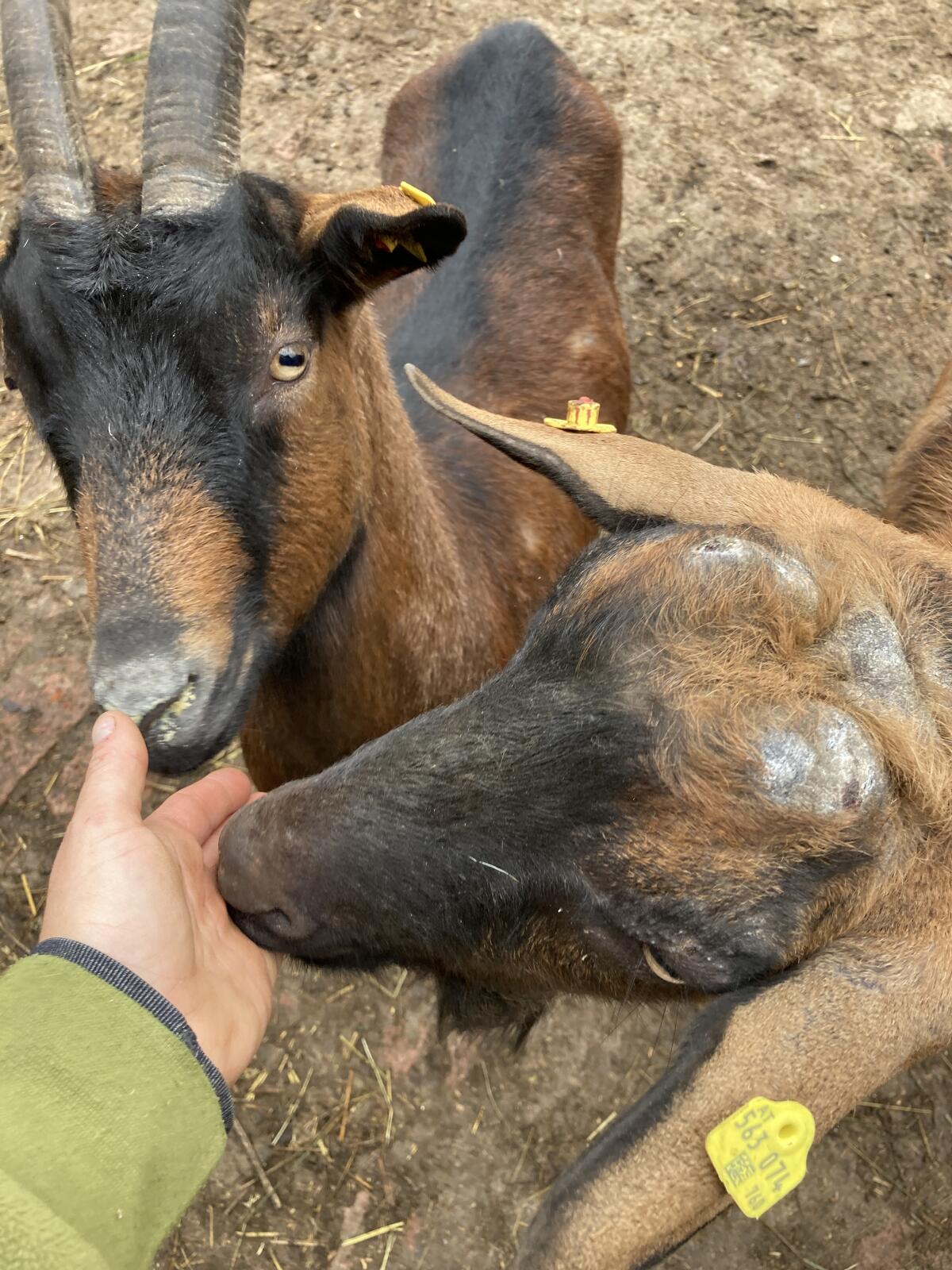 1 Gebirgsziege, € 90,- günstig 2