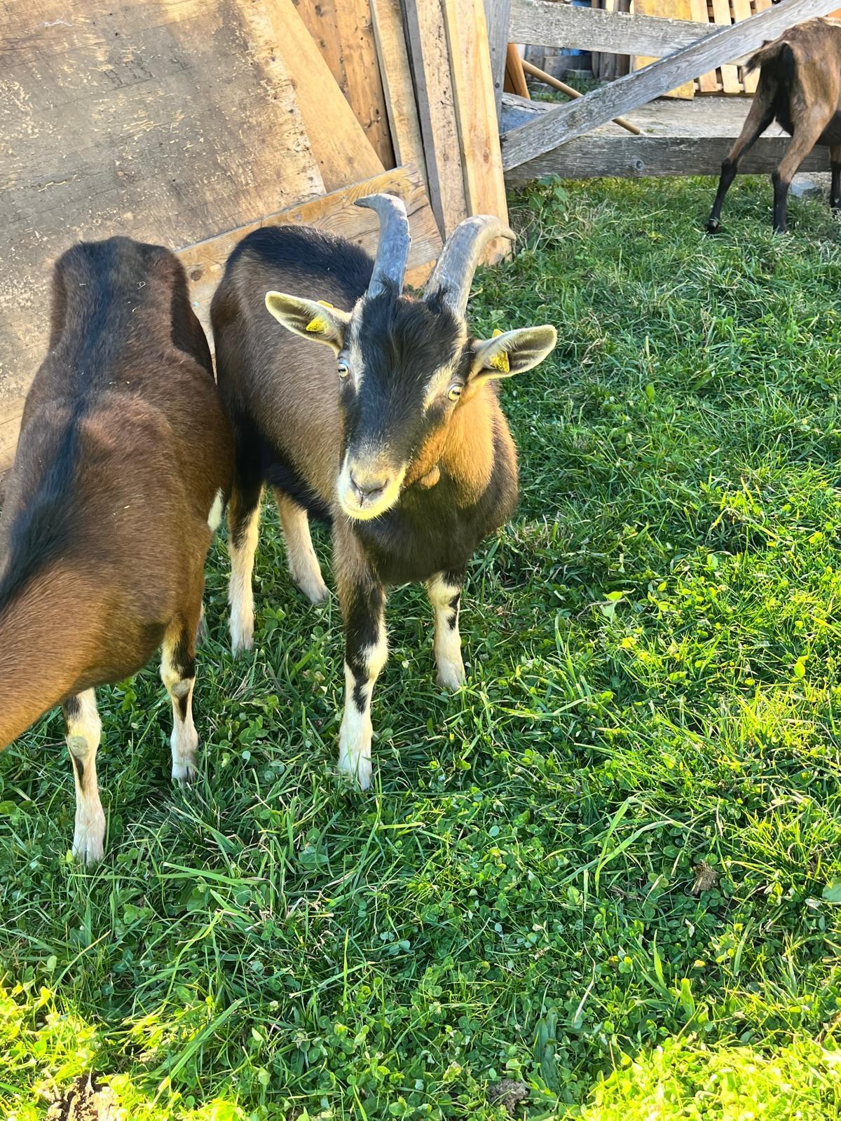 Ziegenbock ohne HB 2