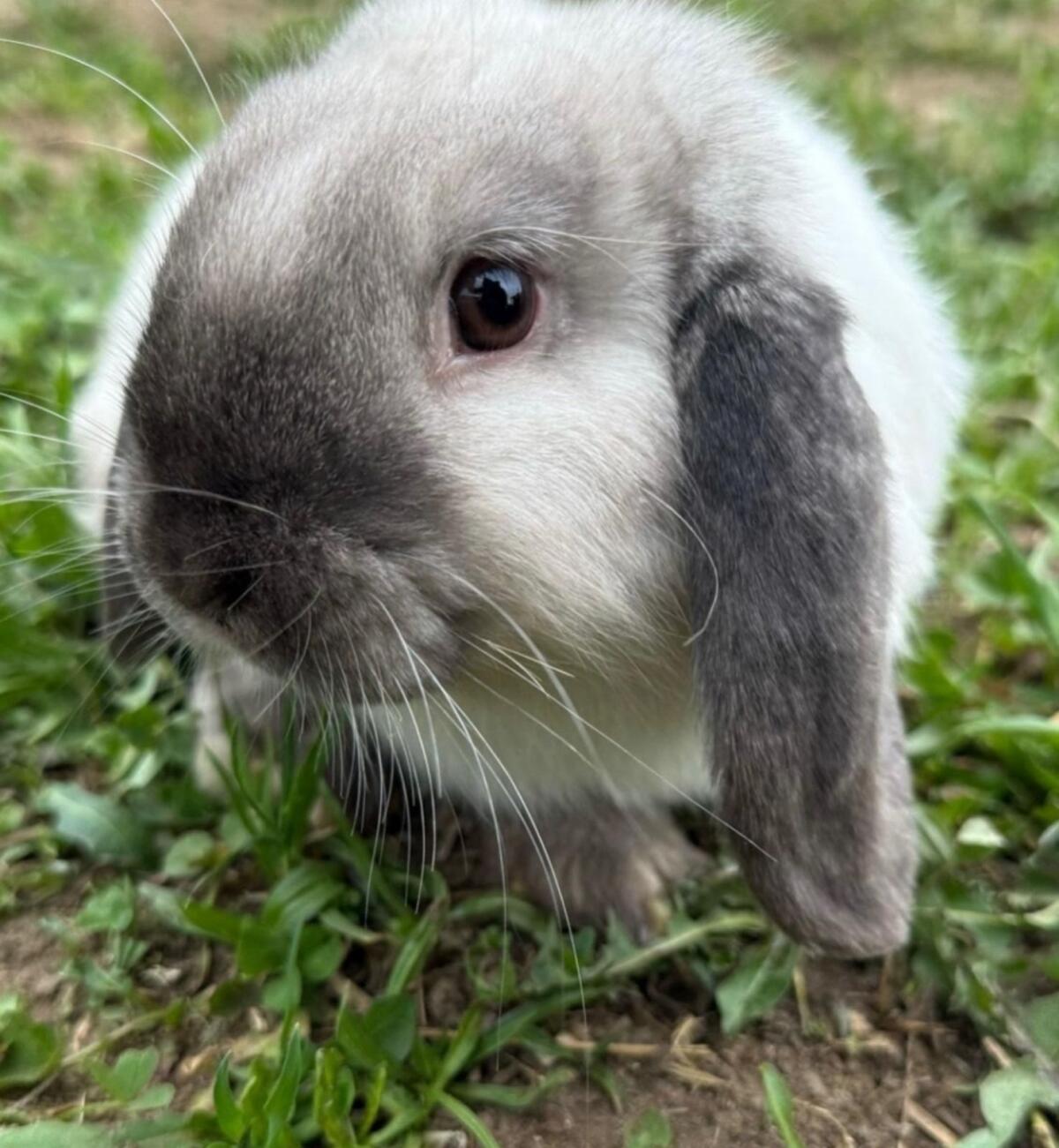 Zwergwidder in Schwarz 3