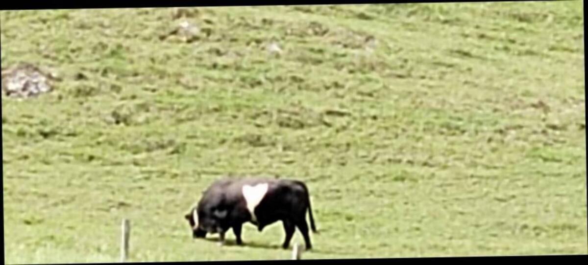 Verkaufe Bio Stier 1