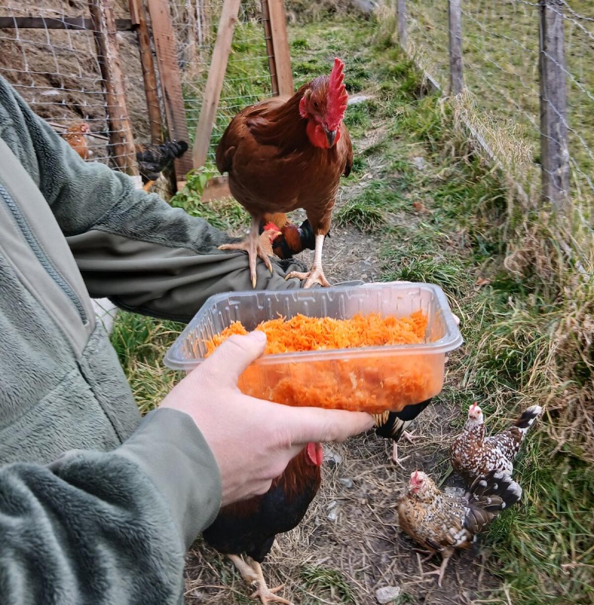 Sehr zutraulicher Zwerg Welsumer Hahn 3