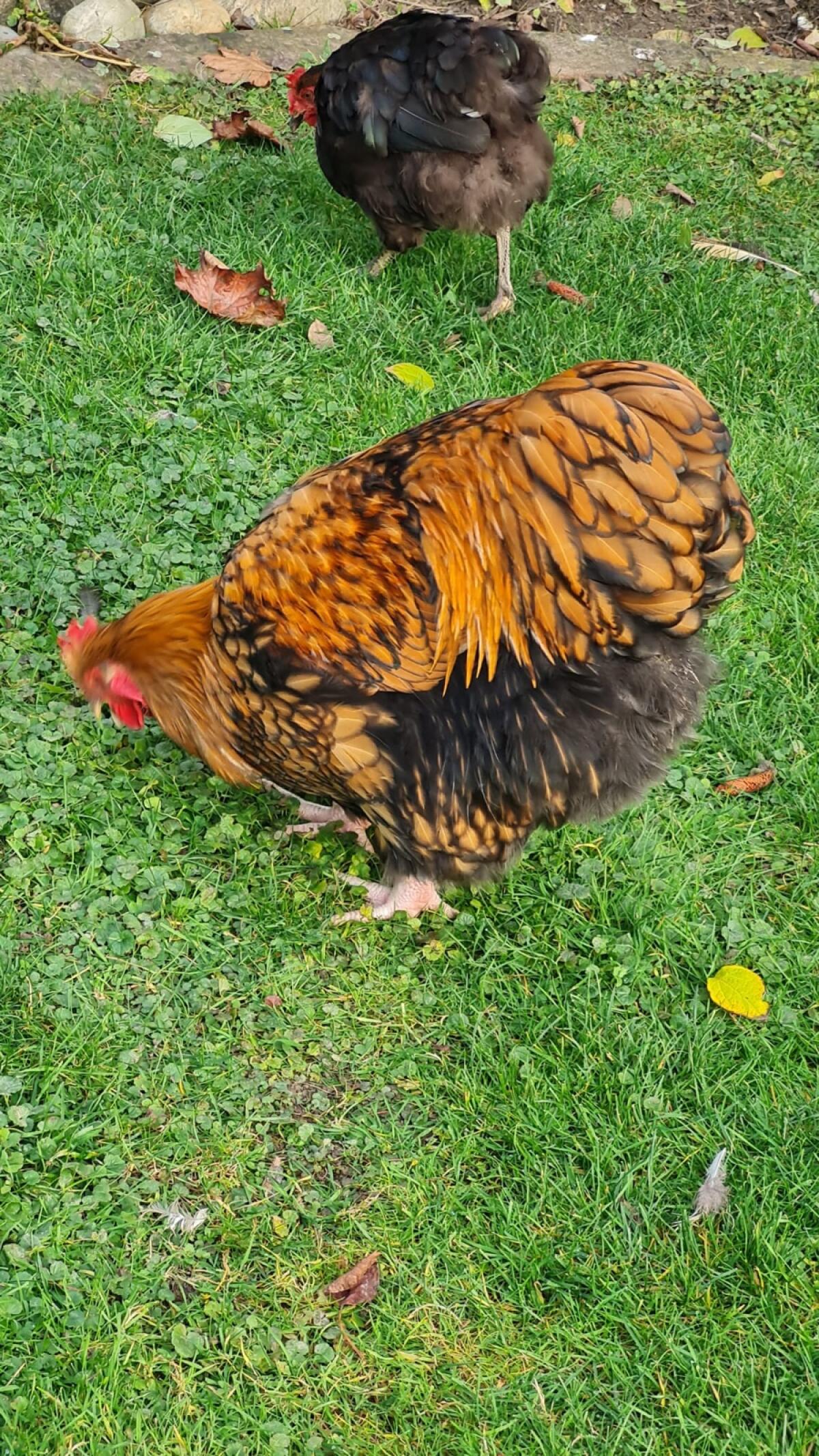Orpington Hahn 3
