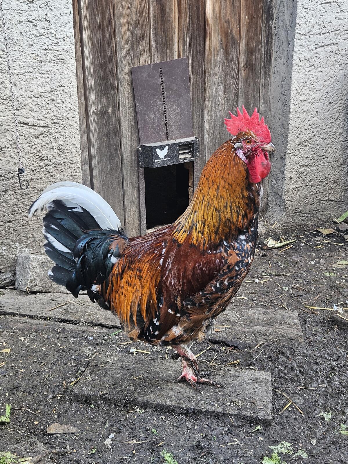 Schwedische Blumenhühner Hahn 2