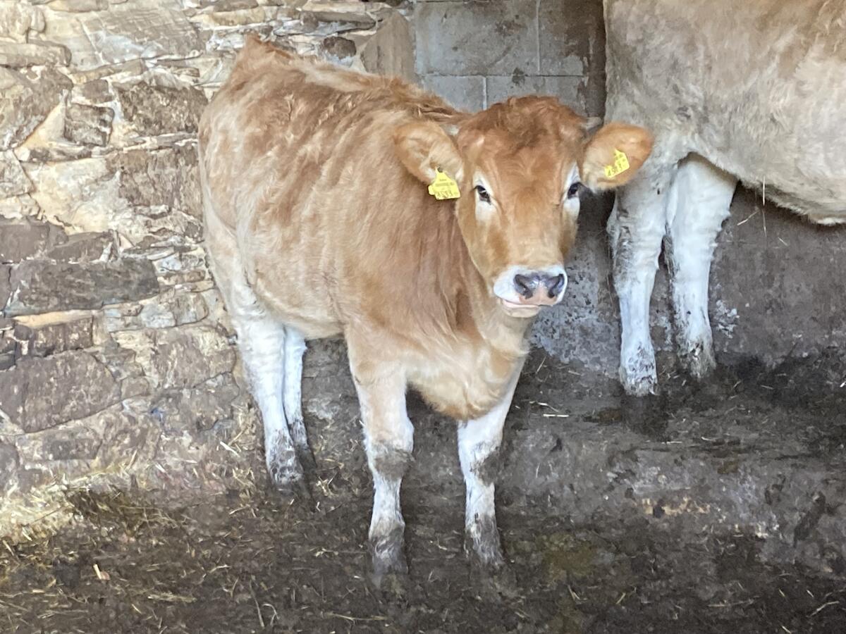 Bio Murbodner Kalbinnen 3