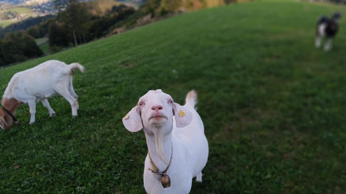 Ziegen zu verkaufen 3