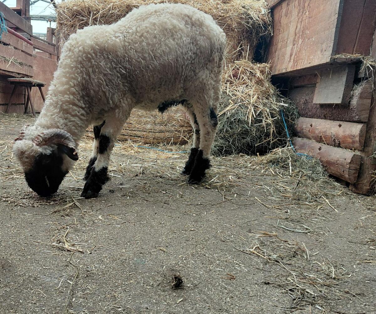 Walliser Widderlamm 2