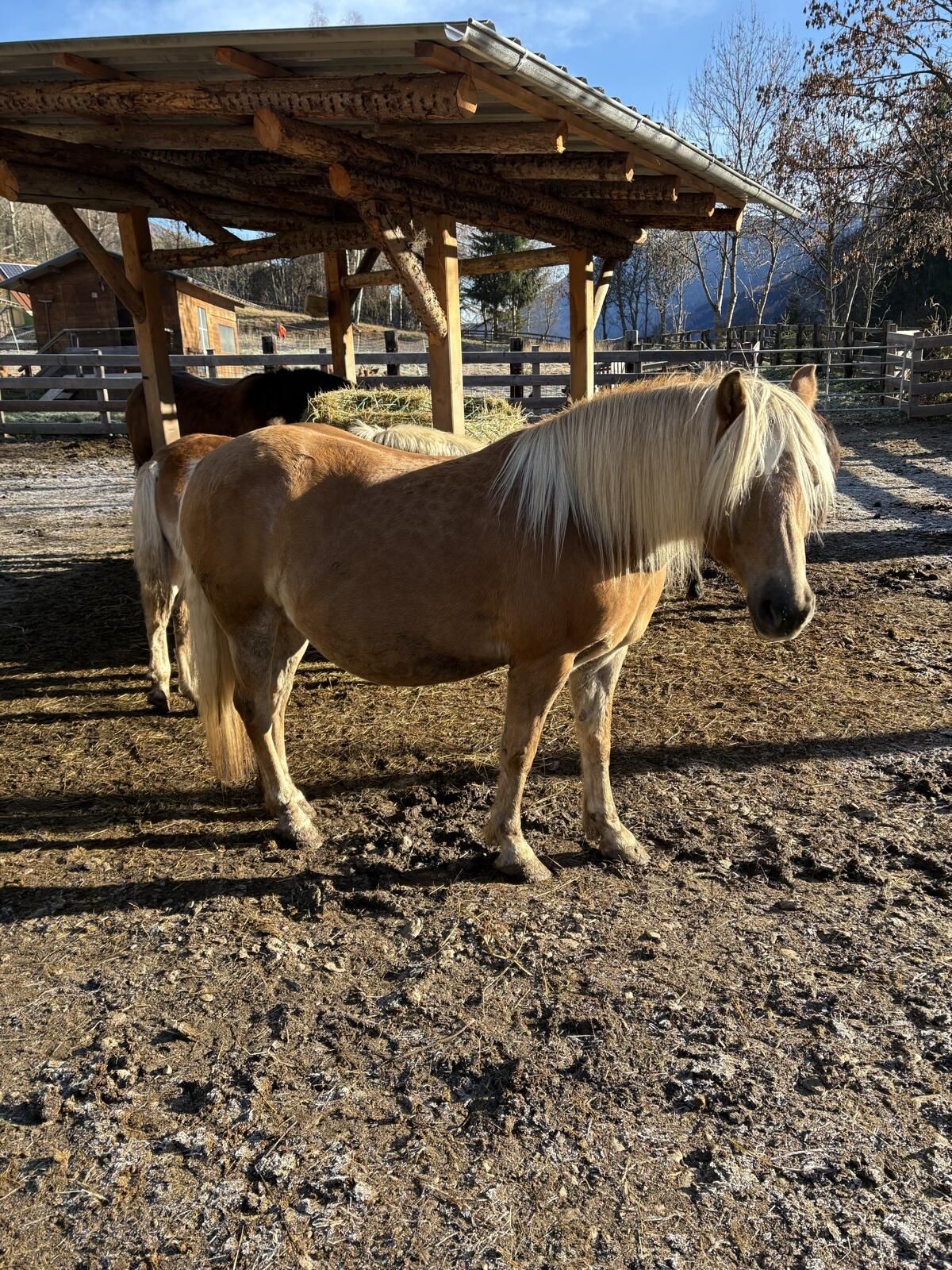 Haflinger Stute 1
