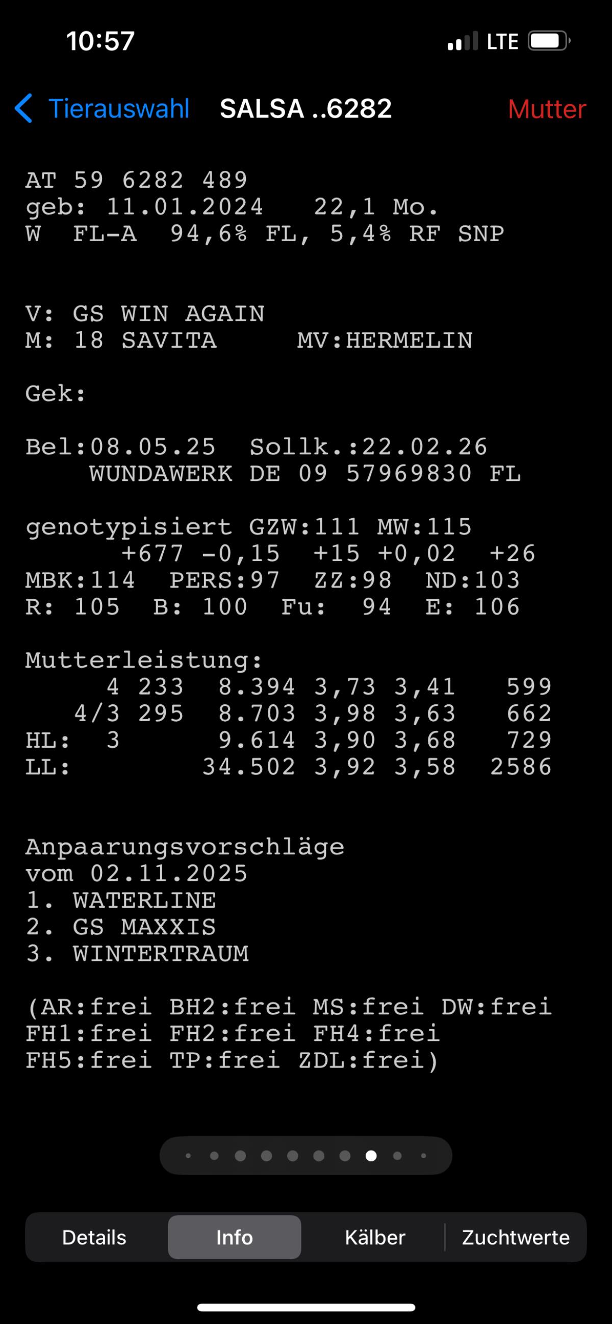 Trächtige Kalbinnen 2