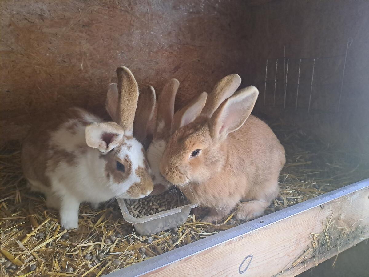 Verkaufe Junghasen mit Mutter 2