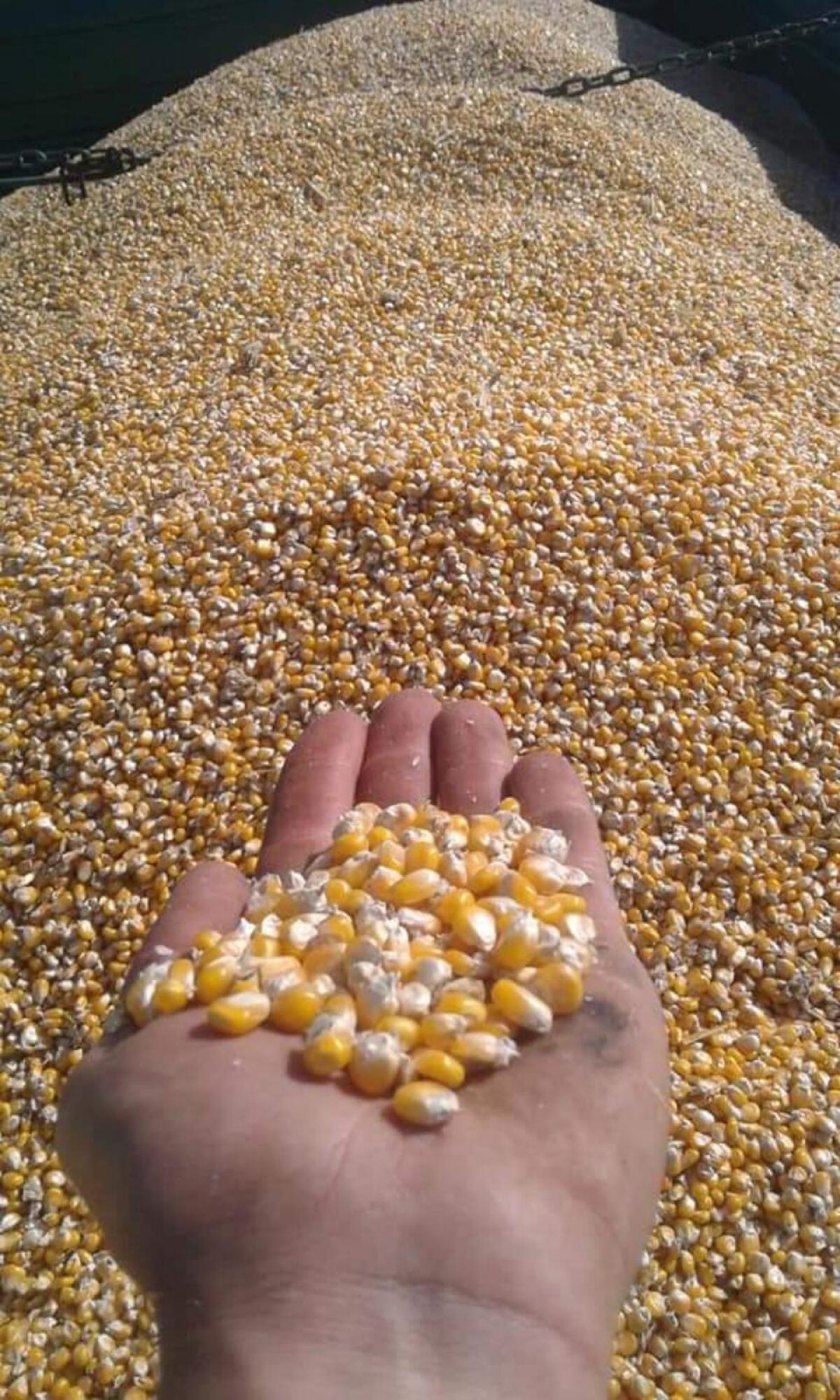 Stroh-Lieferung: Das Gute zum kleinen Preis 2