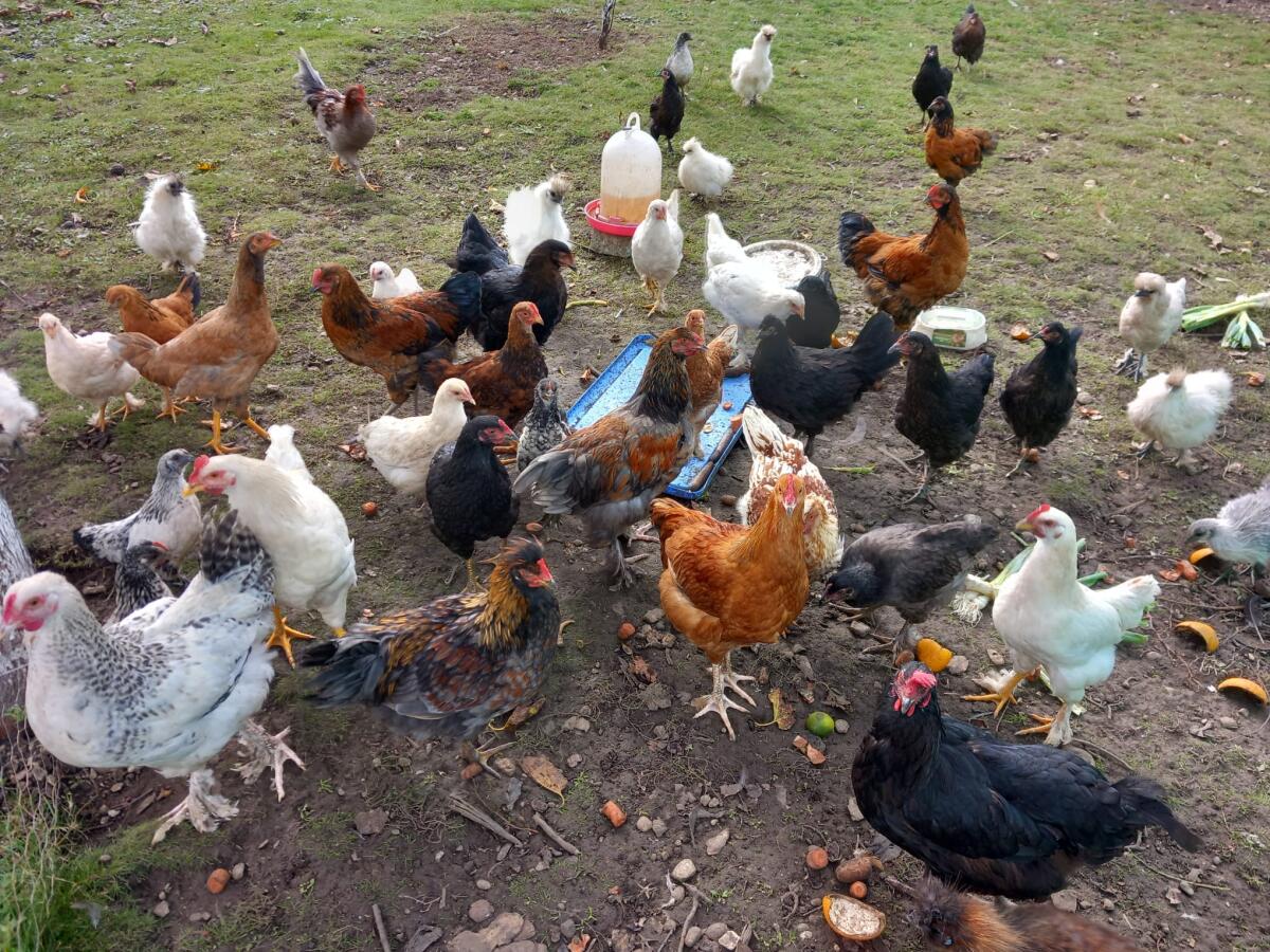 Hühner zu verkaufen 2