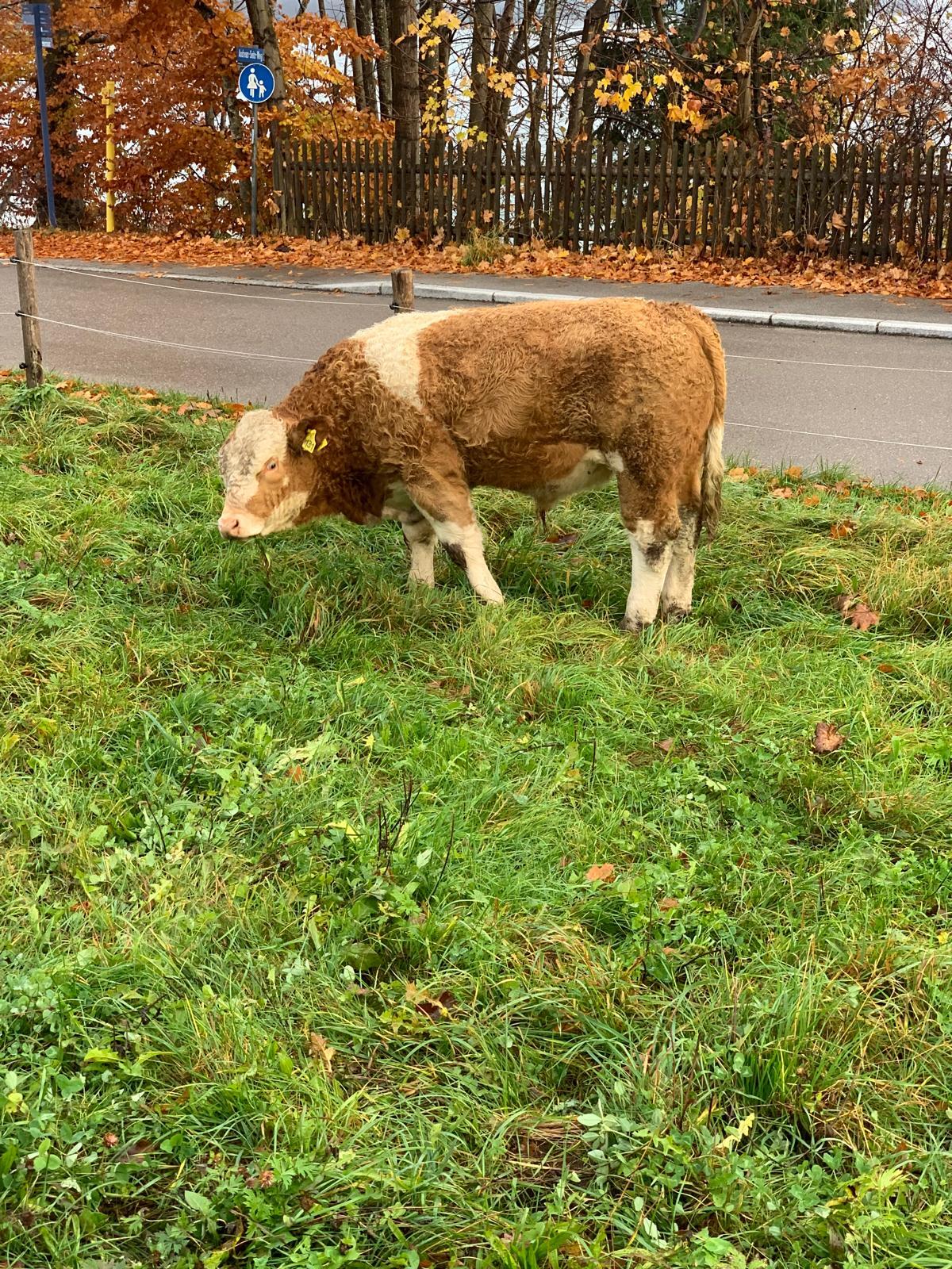 Genetisch hornlose Fleckviehstiere 3