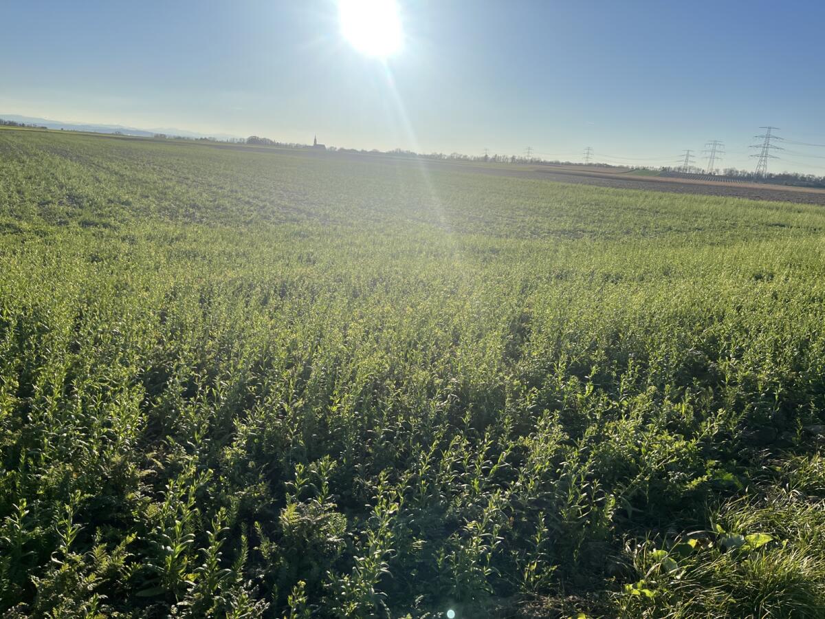 Suche Pachtfläche Nähe 2054 Haugsdorf 1