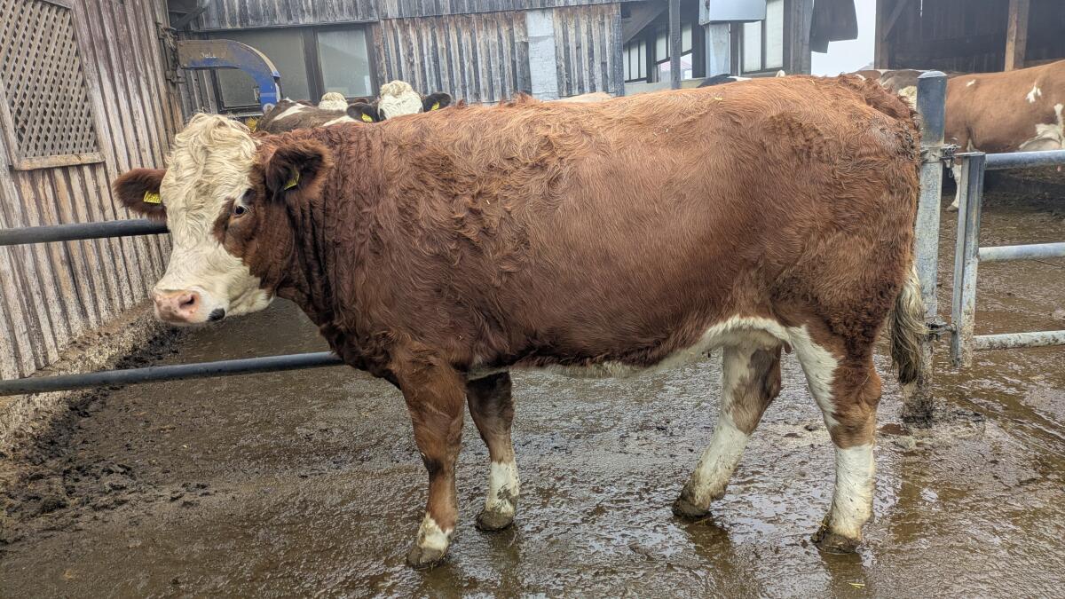 Fleckvieh Kalbinnen 2