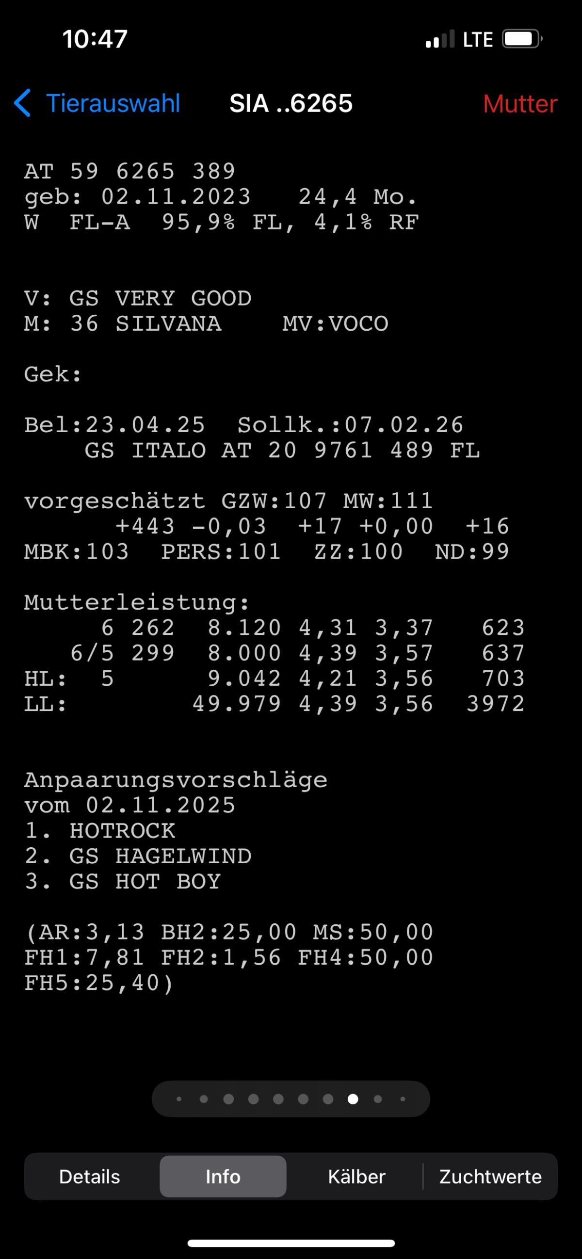 Trächtige Kalbinnen 1