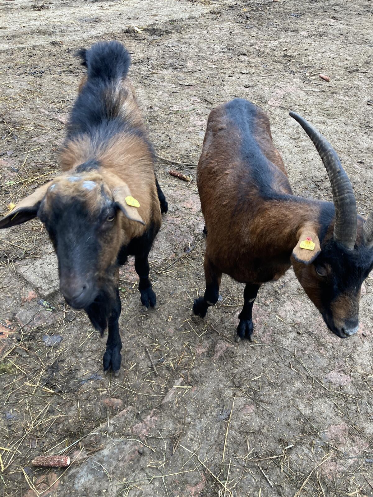 1 Gebirgsziege, € 90,- günstig 3