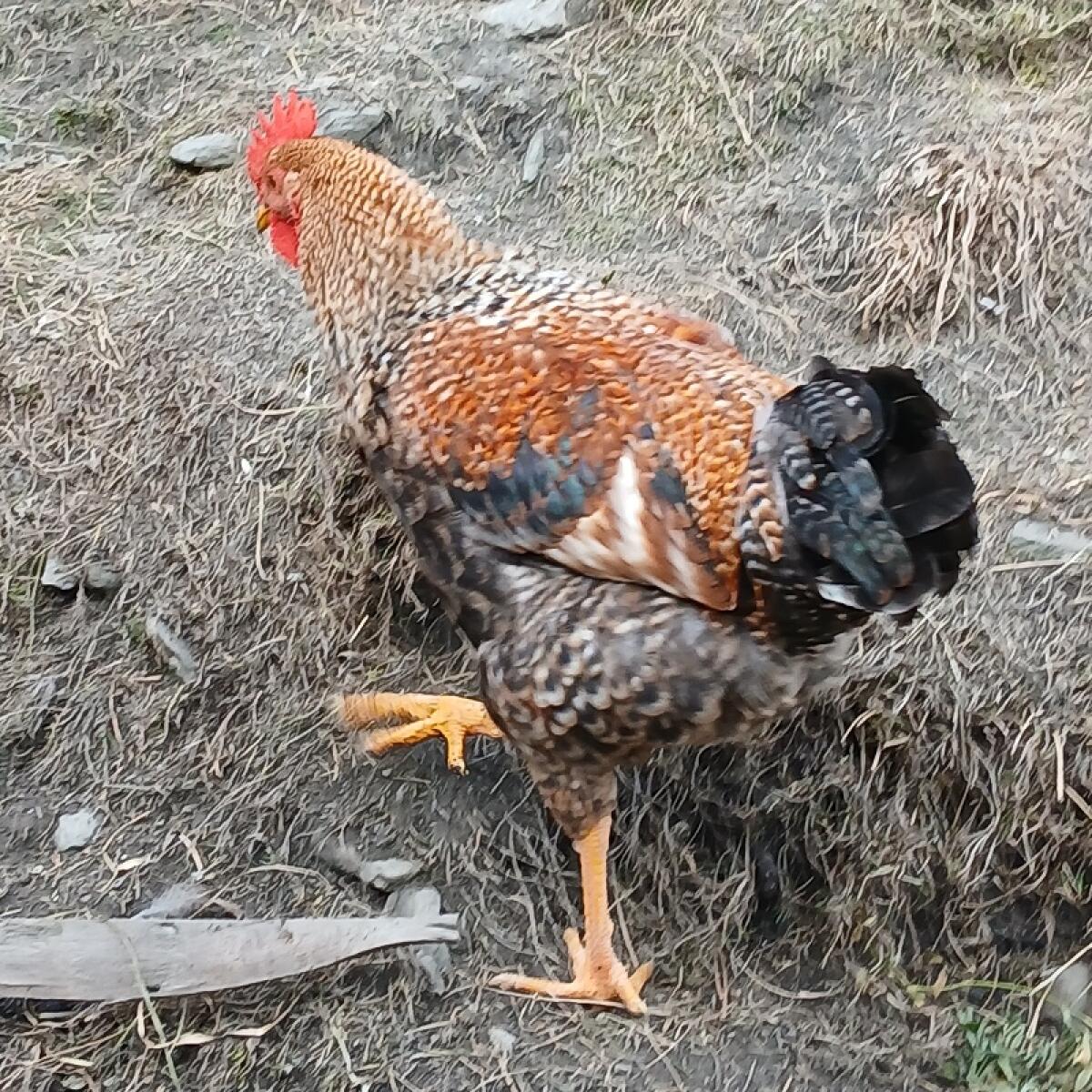 Zwerg-Welsumer-Hahn abzugeben 1