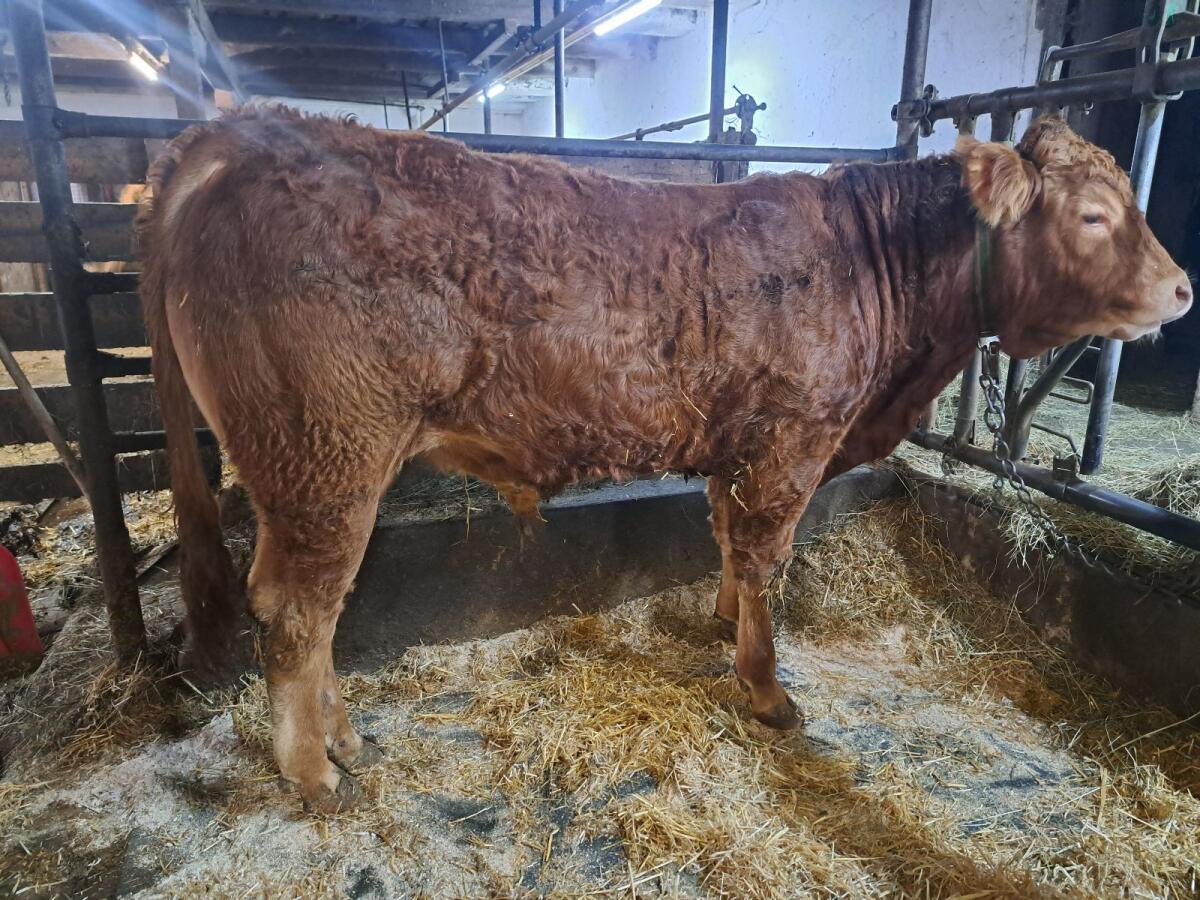 Limousin-Jungstiere 3