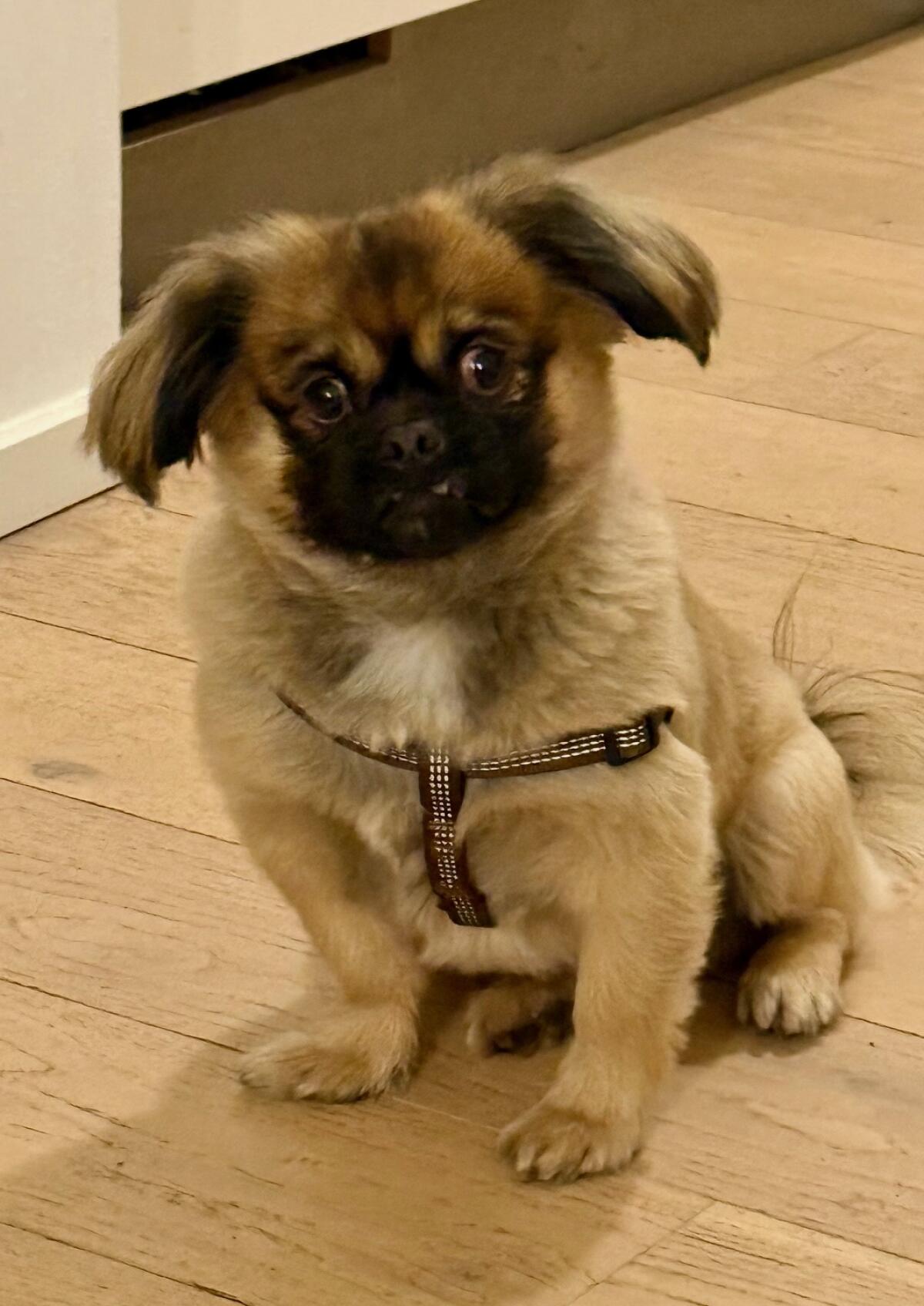 Kleiner Pudelmann, 4 Jahre alt sucht ein Körbchen 2