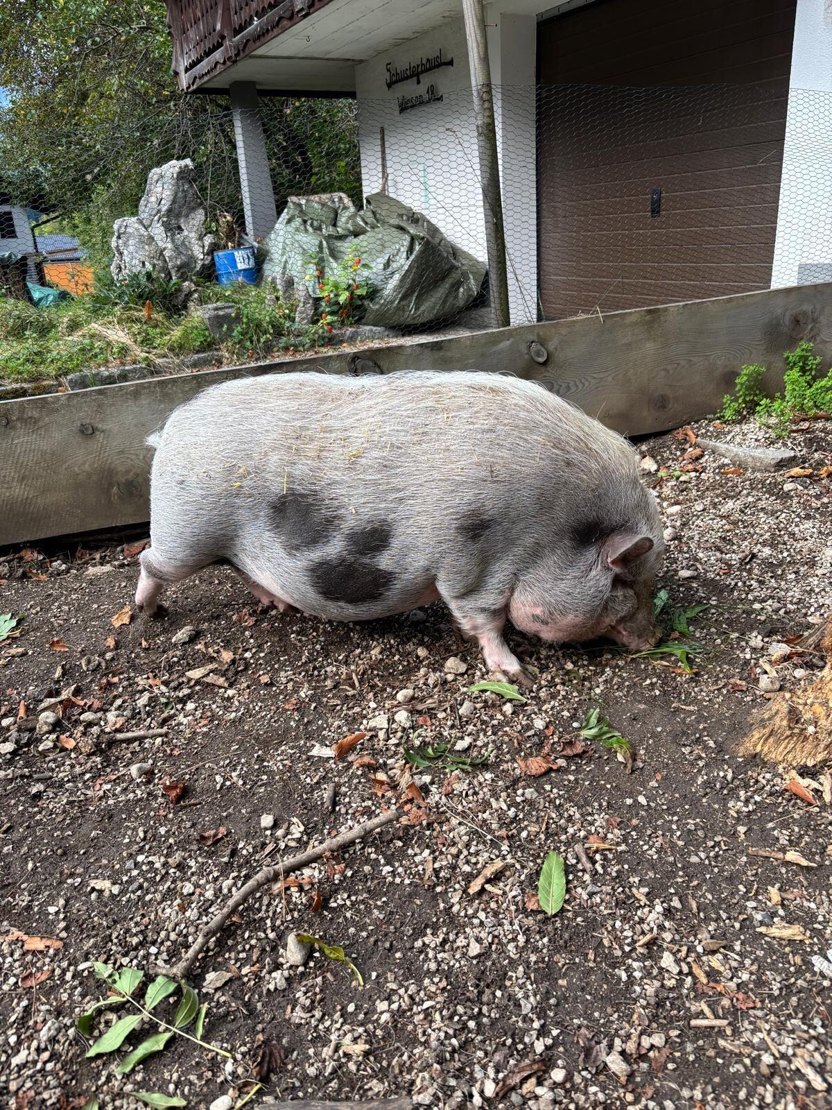 Hängebauchschwein 3