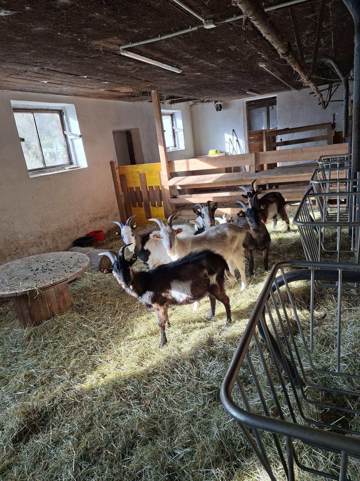 Ziegenböcke zu verkaufen 1