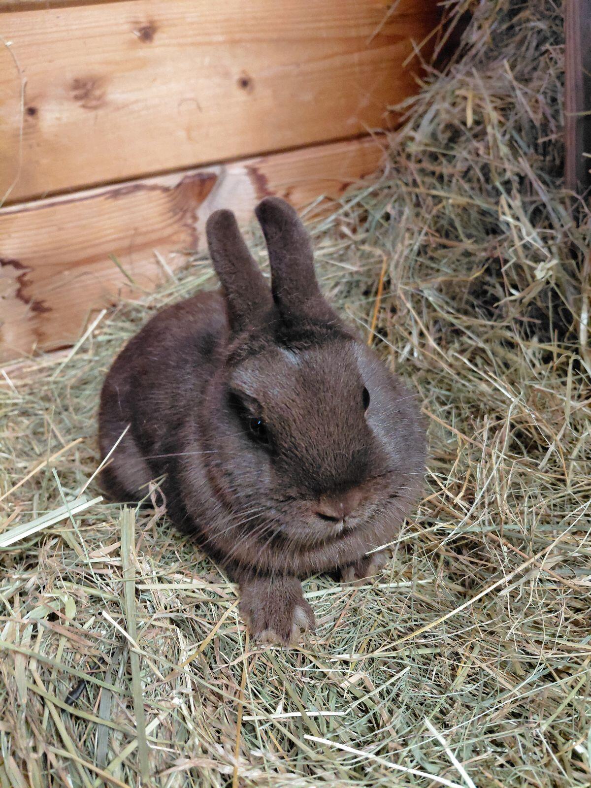 Farbenzwerg Havanna, Zwergkaninchen, Kaninchen 2