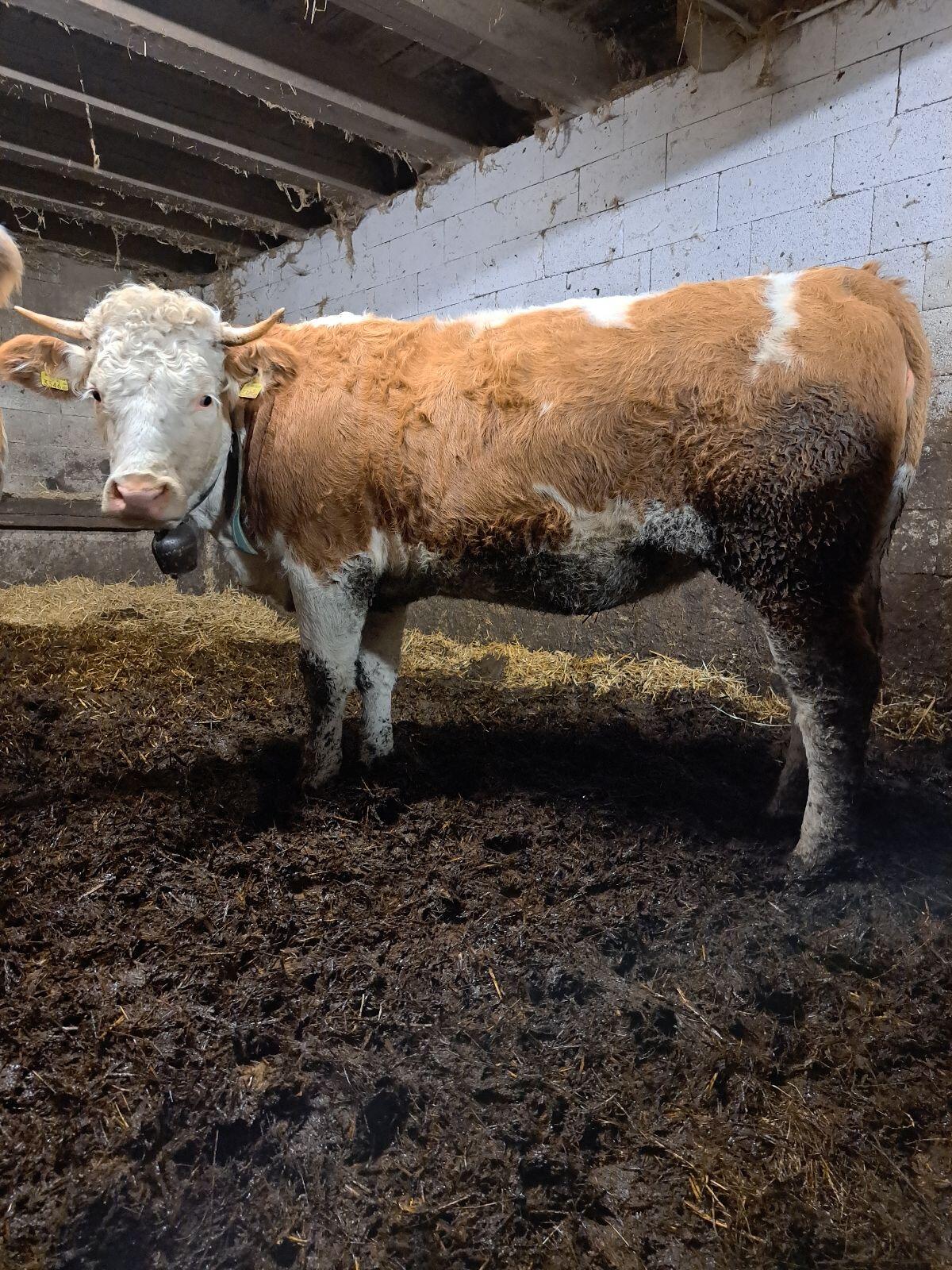 Verkaufe trächtige Kalbin 1