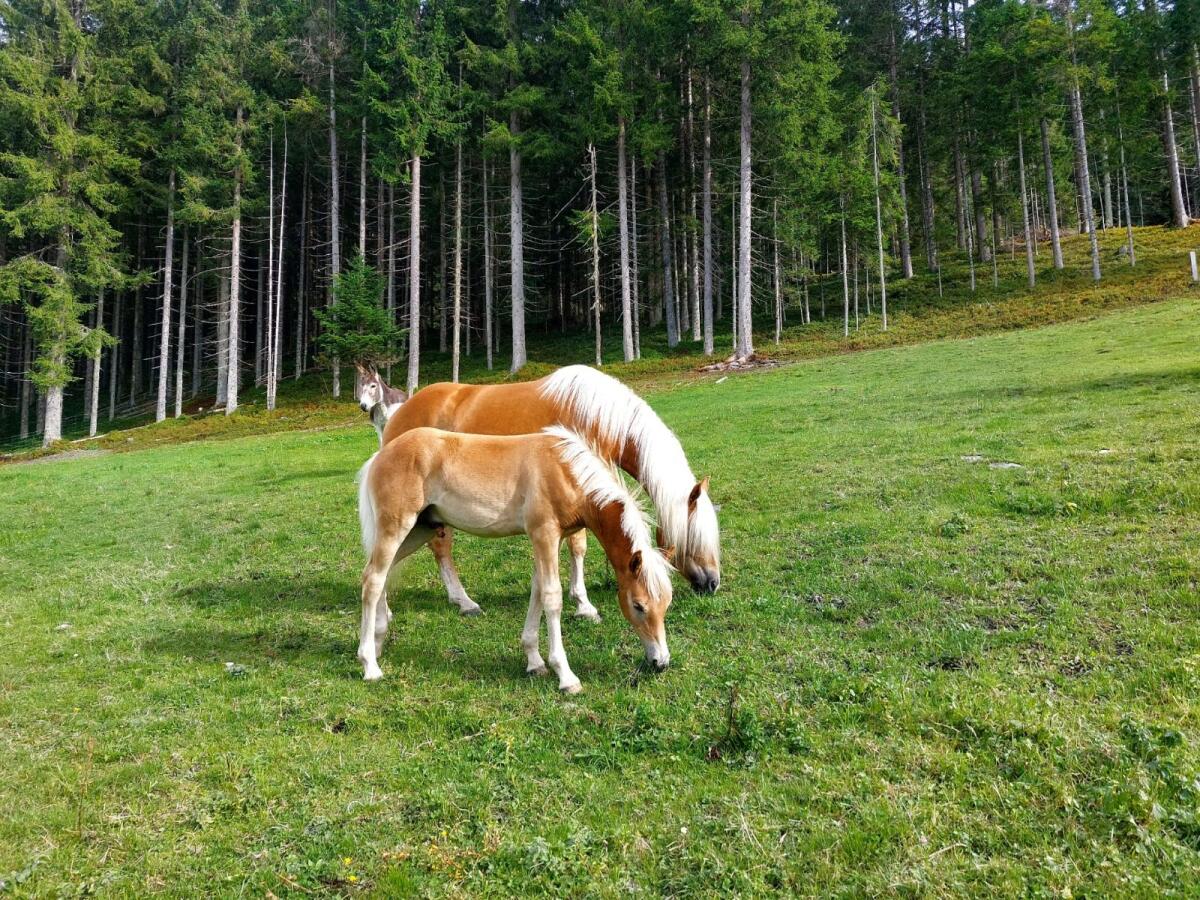 Haflinger Hengstfohlen 2