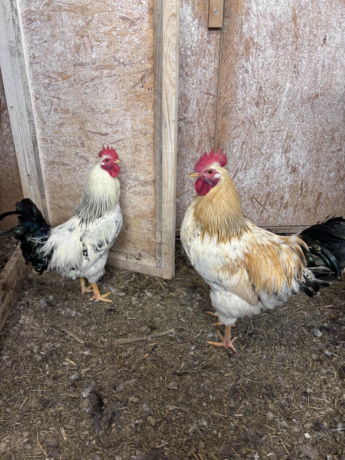 Hähne zu vergeben 2