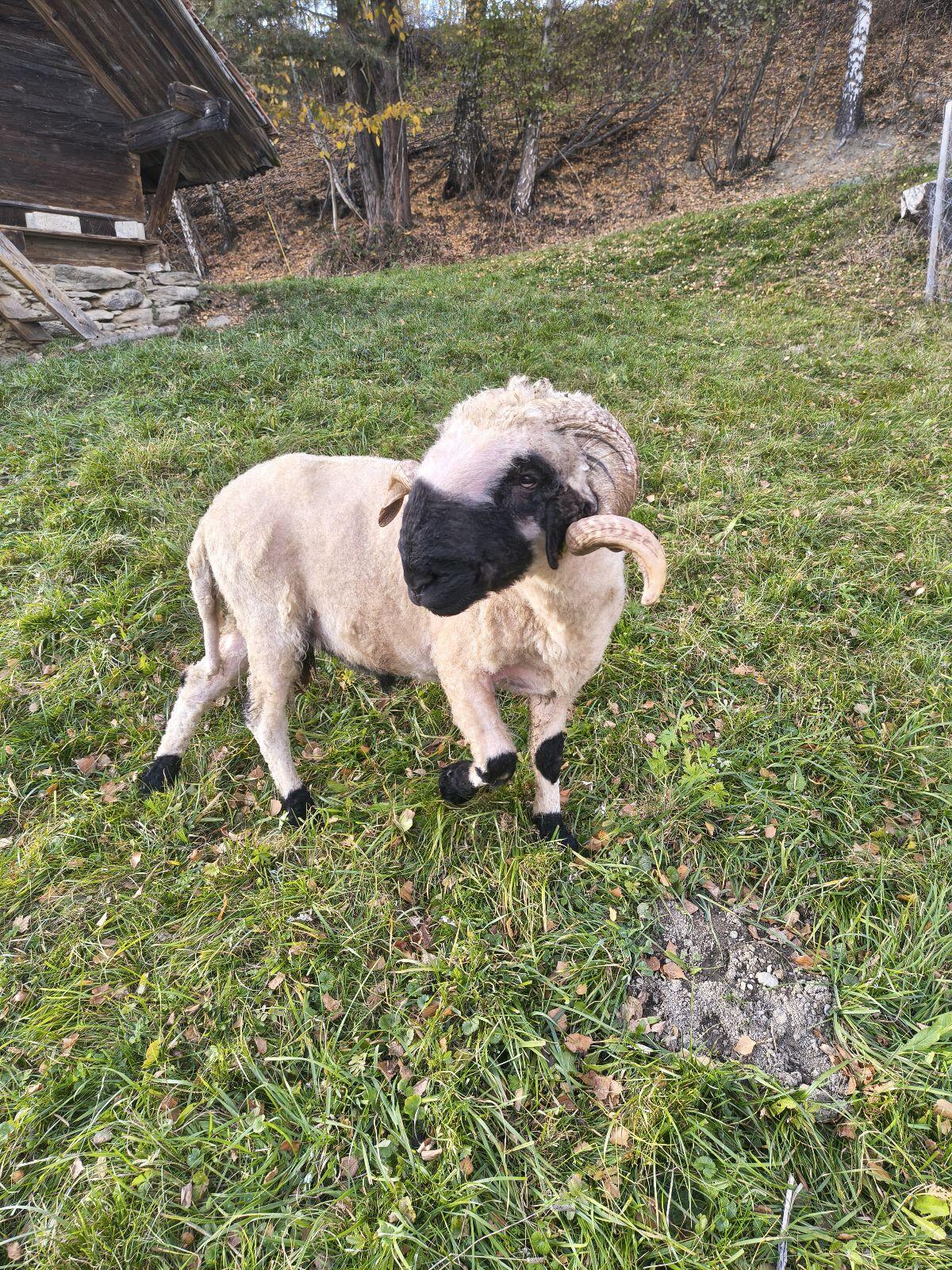 Walliser Schwarznasen Widder HB 3