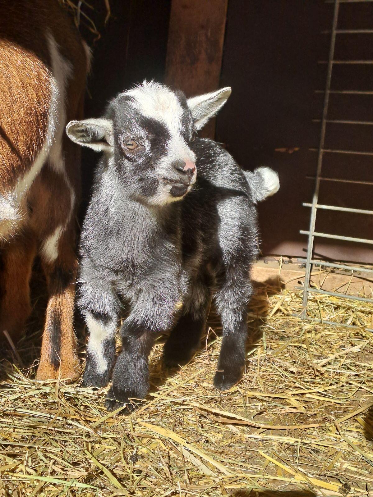 Zwergziege/Böckchen 1
