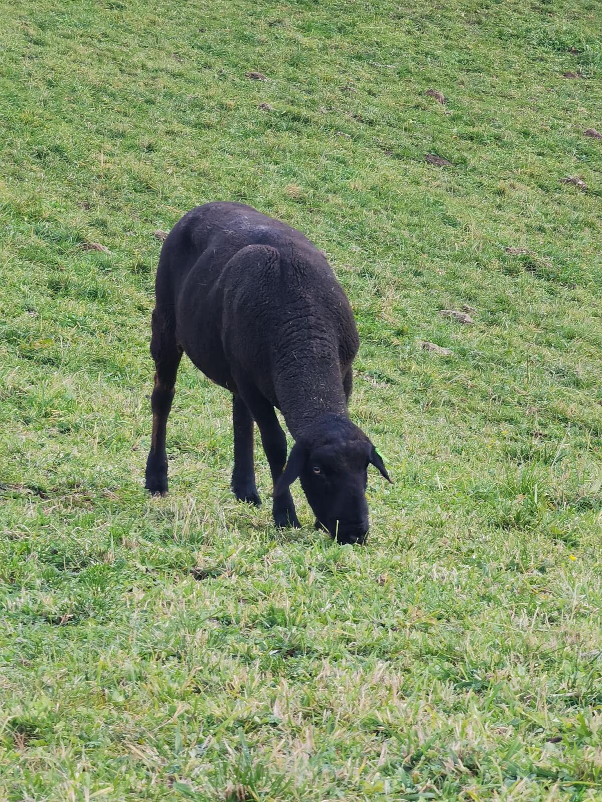 Jura-Widder zu verkaufen 2