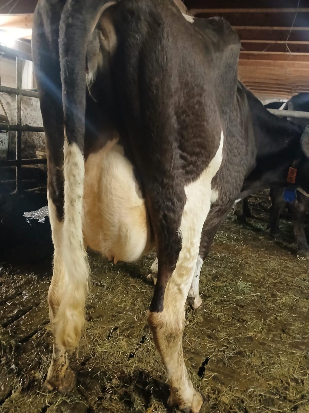 BIO Kuh in 2. Laktation 1