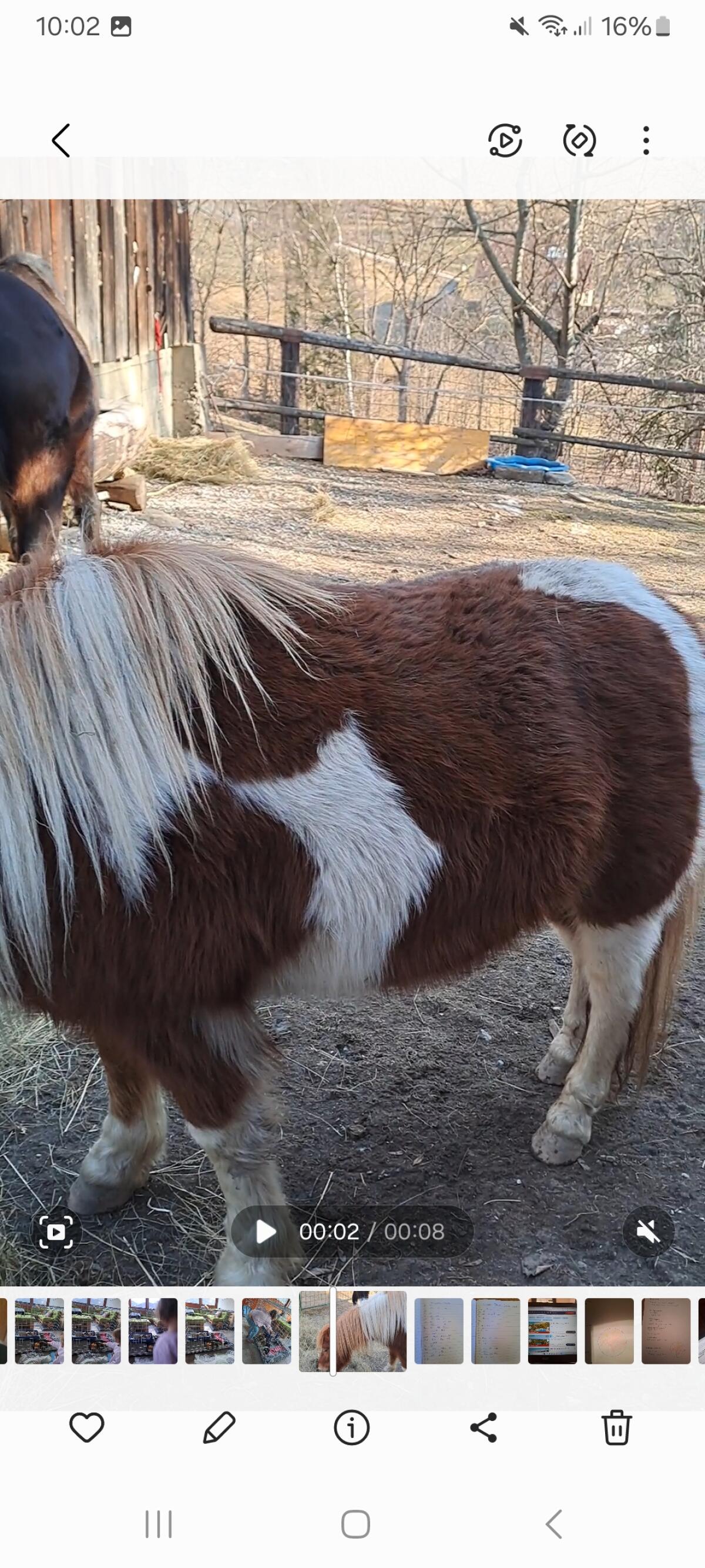 Shetlandpony 2