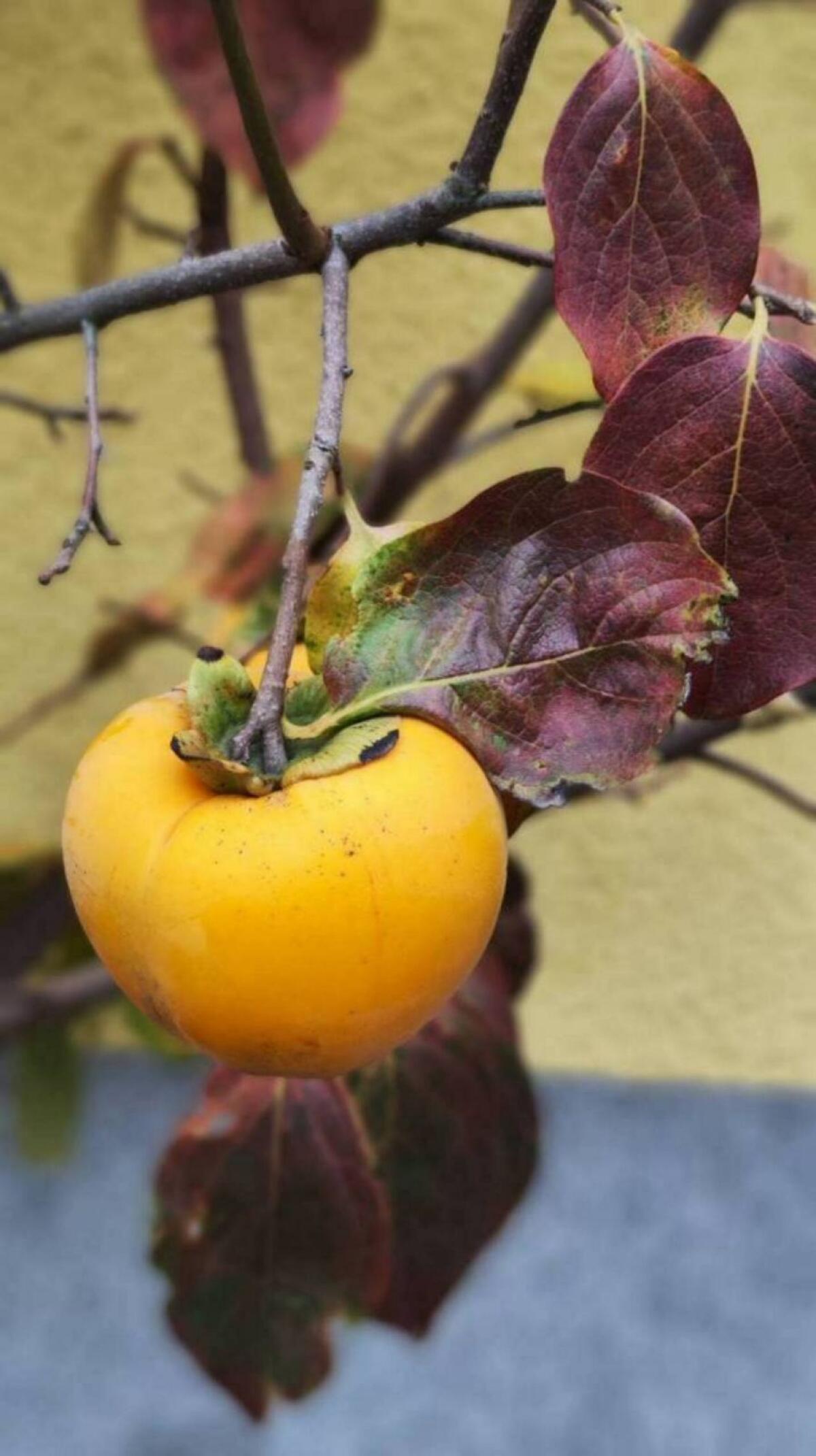 Kaki - Obstbaum - Kakibaum 2