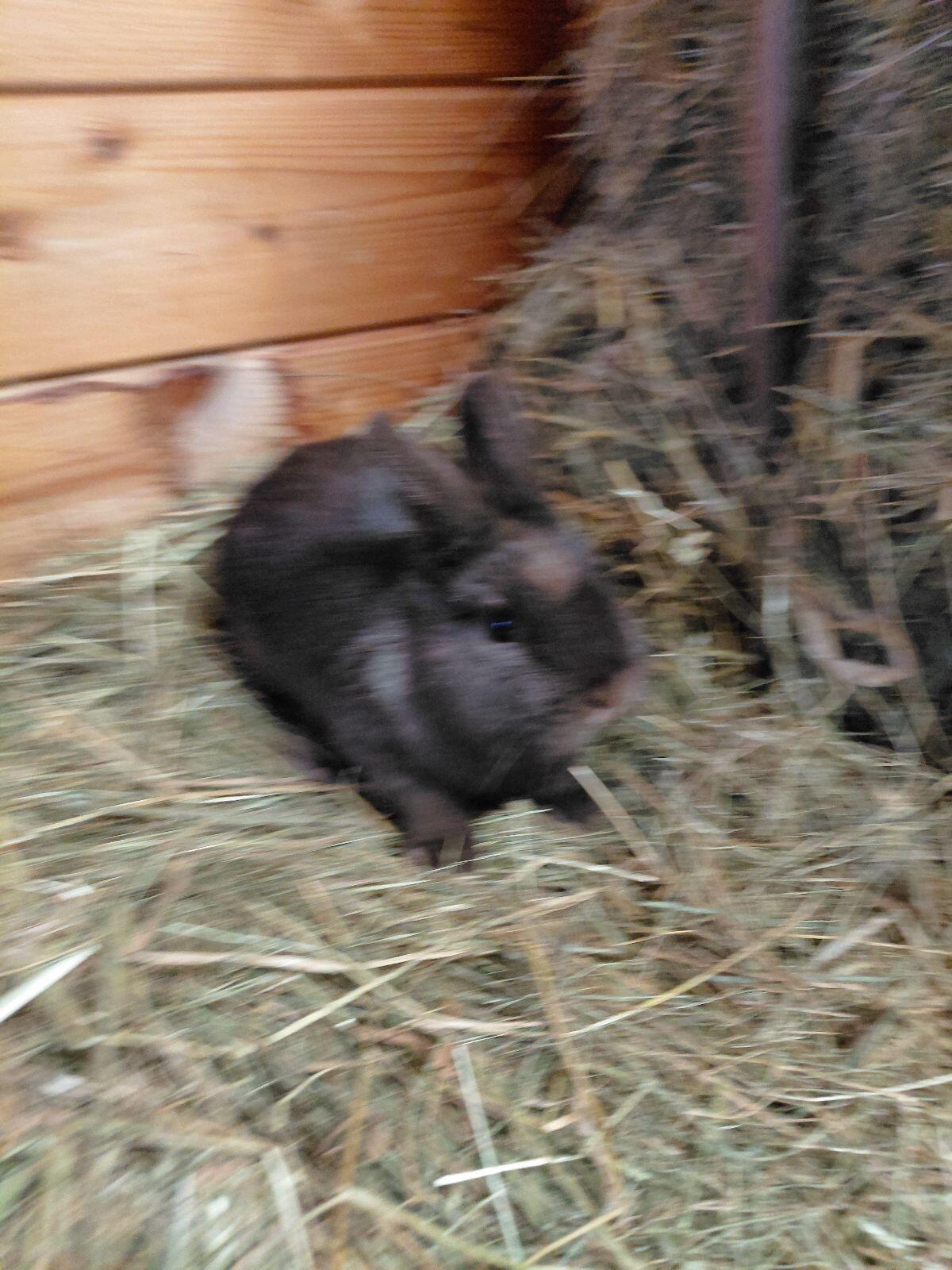 Farbenzwerg Havanna, Zwergkaninchen, Kaninchen 2